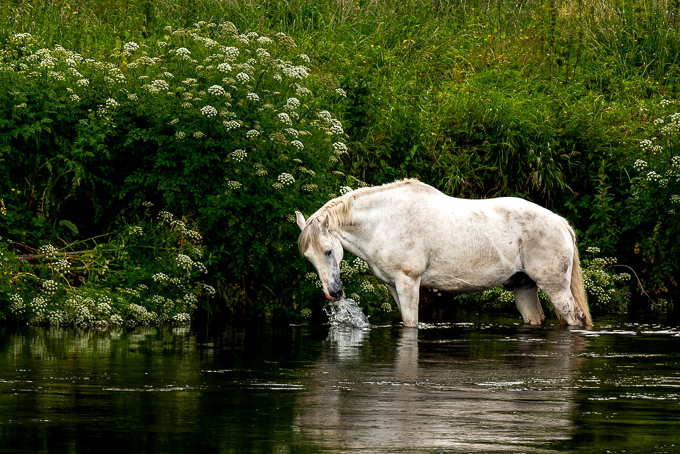 13 - The White Stallion - Open